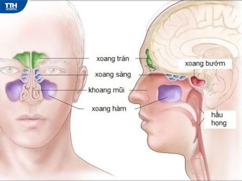Phân loại viêm xoang